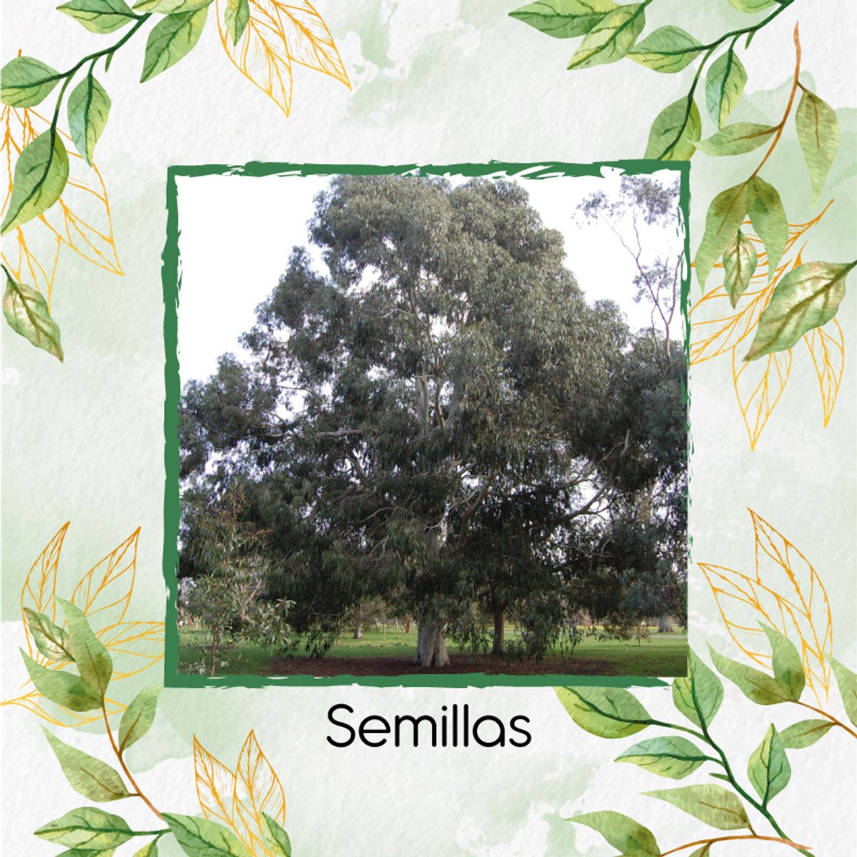 GENERICO - 200 Semillas Orgánicas De Árbol Eucalipto Viminalis