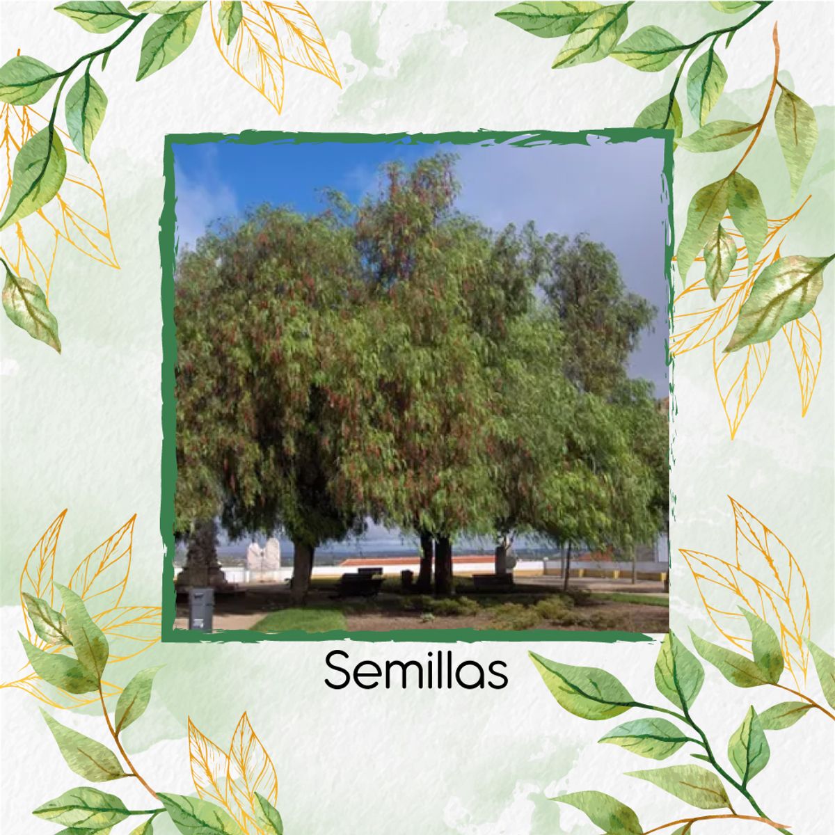 GENERICO - 500 Semillas Orgánicas De Árbol Falso Pimiento