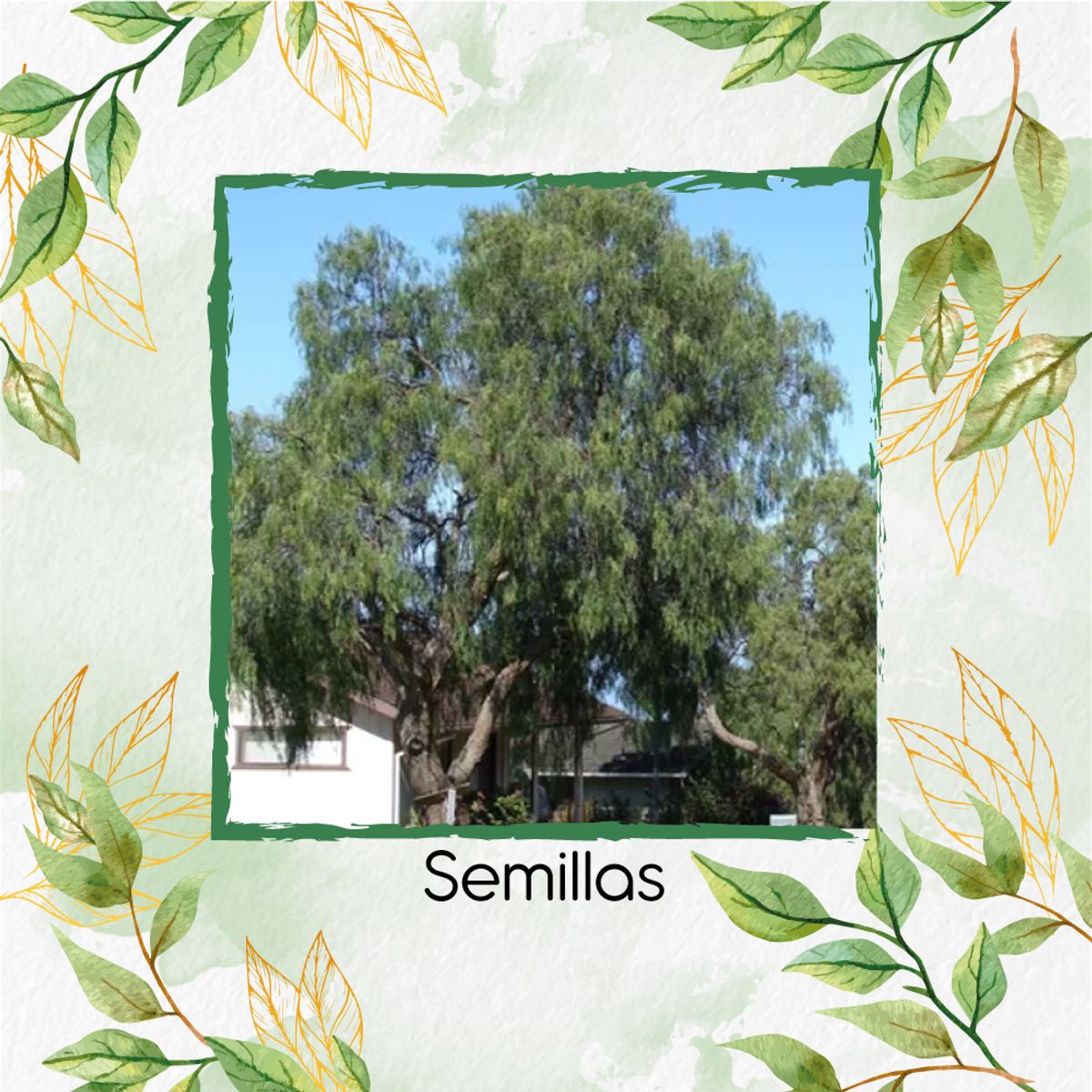 GENERICO - 500 Semillas Orgánicas De Árbol Falso Pimiento