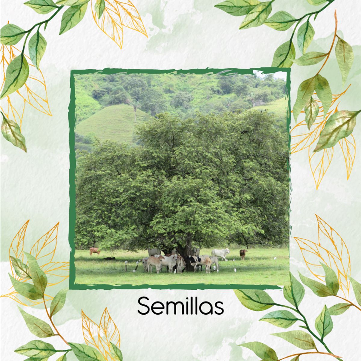 GENERICO - 100 Semillas Orgánicas De Árbol Guácimo