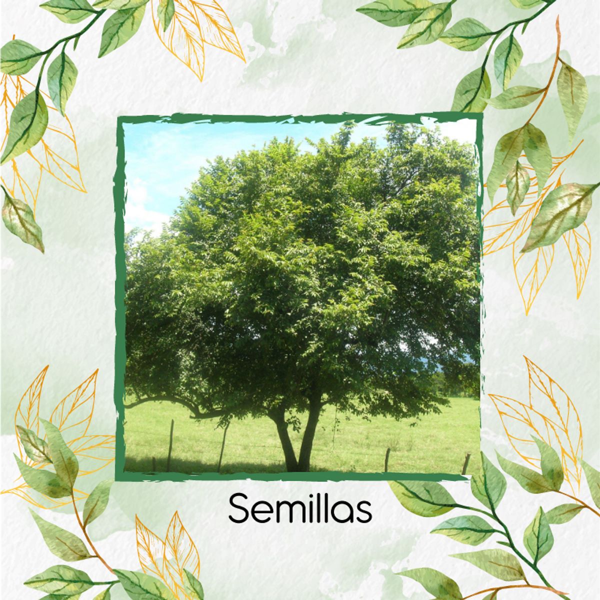GENERICO - 1.000 Semillas Orgánicas De Árbol Guácimo