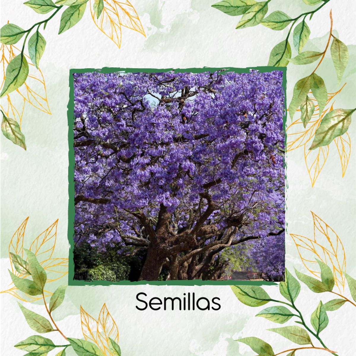 GENERICO - 40 Semillas Orgánicas De Árbol Gualanday