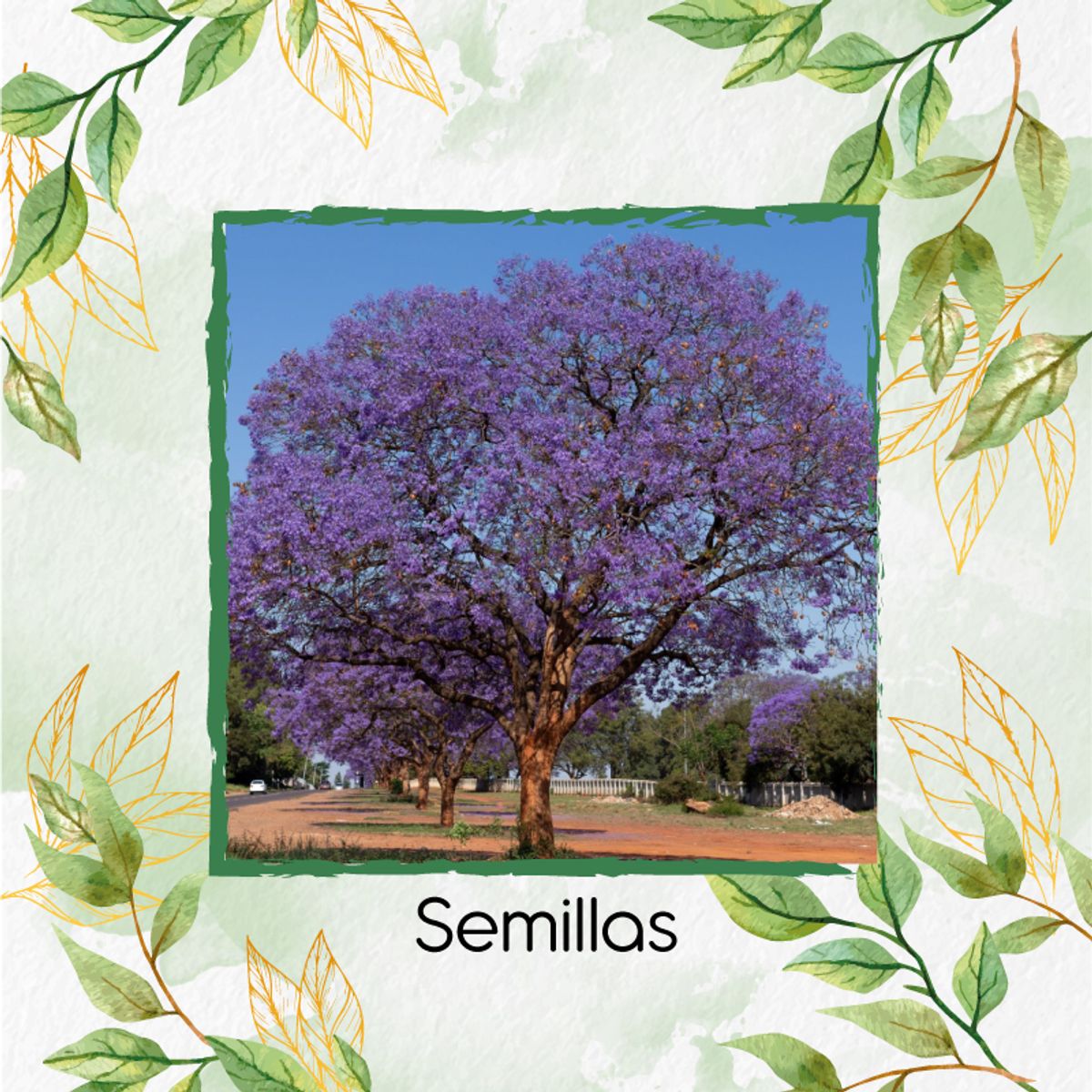 GENERICO - 40 Semillas Orgánicas De Árbol Gualanday