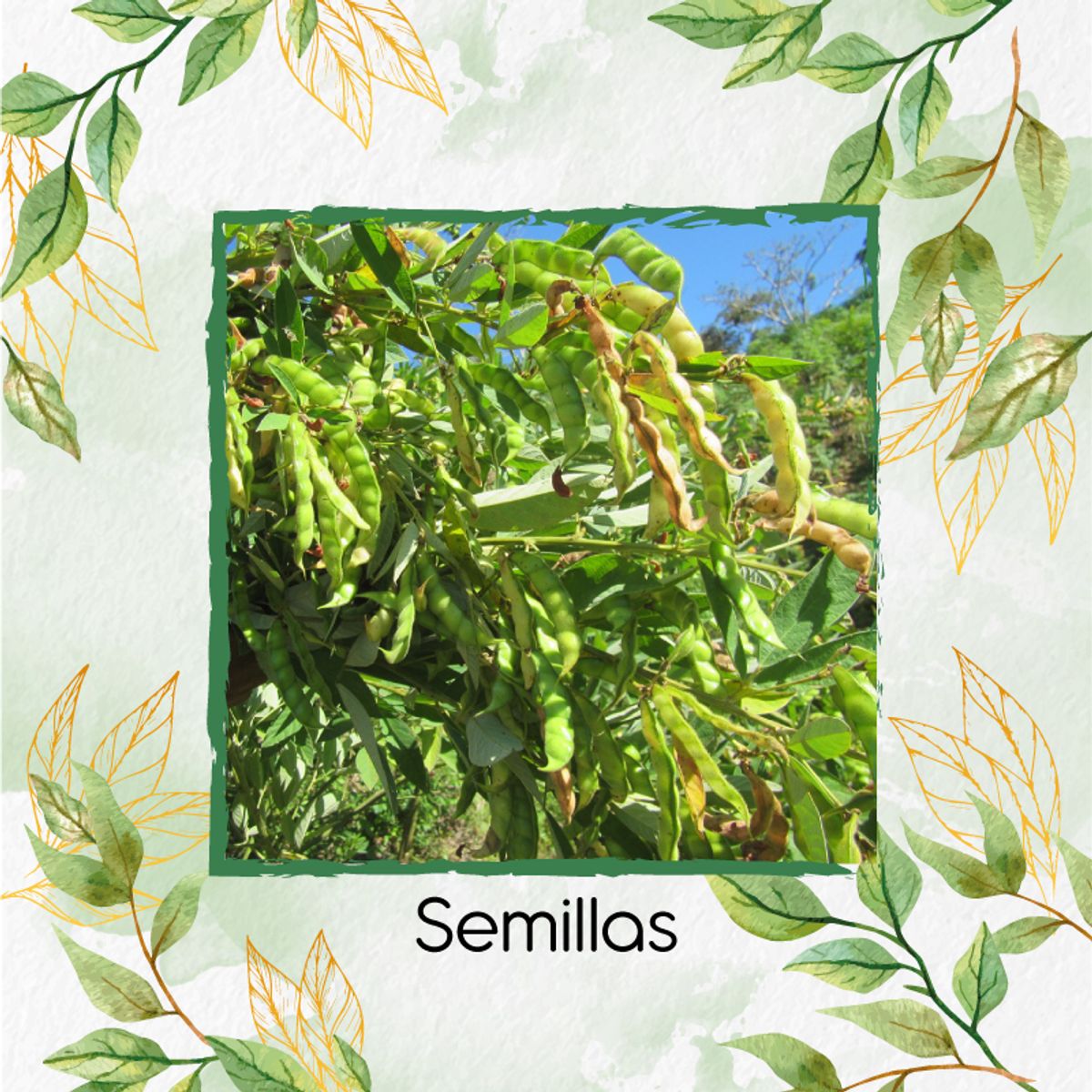 GENERICO - 500 Semillas Orgánicas De Planta Guandul