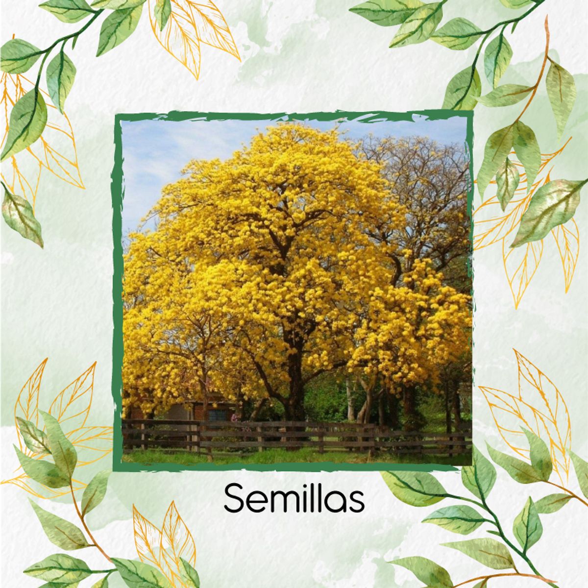 GENERICO - 100 Semillas Orgánicas De Árbol Guayacan Amarillo