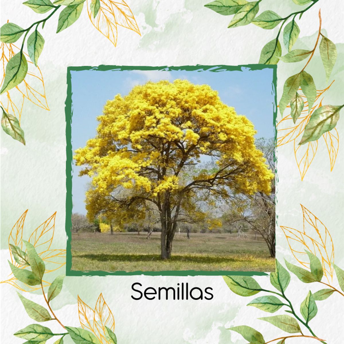GENERICO - 1.000 Semillas Orgánicas De Árbol Guayacan Amarillo