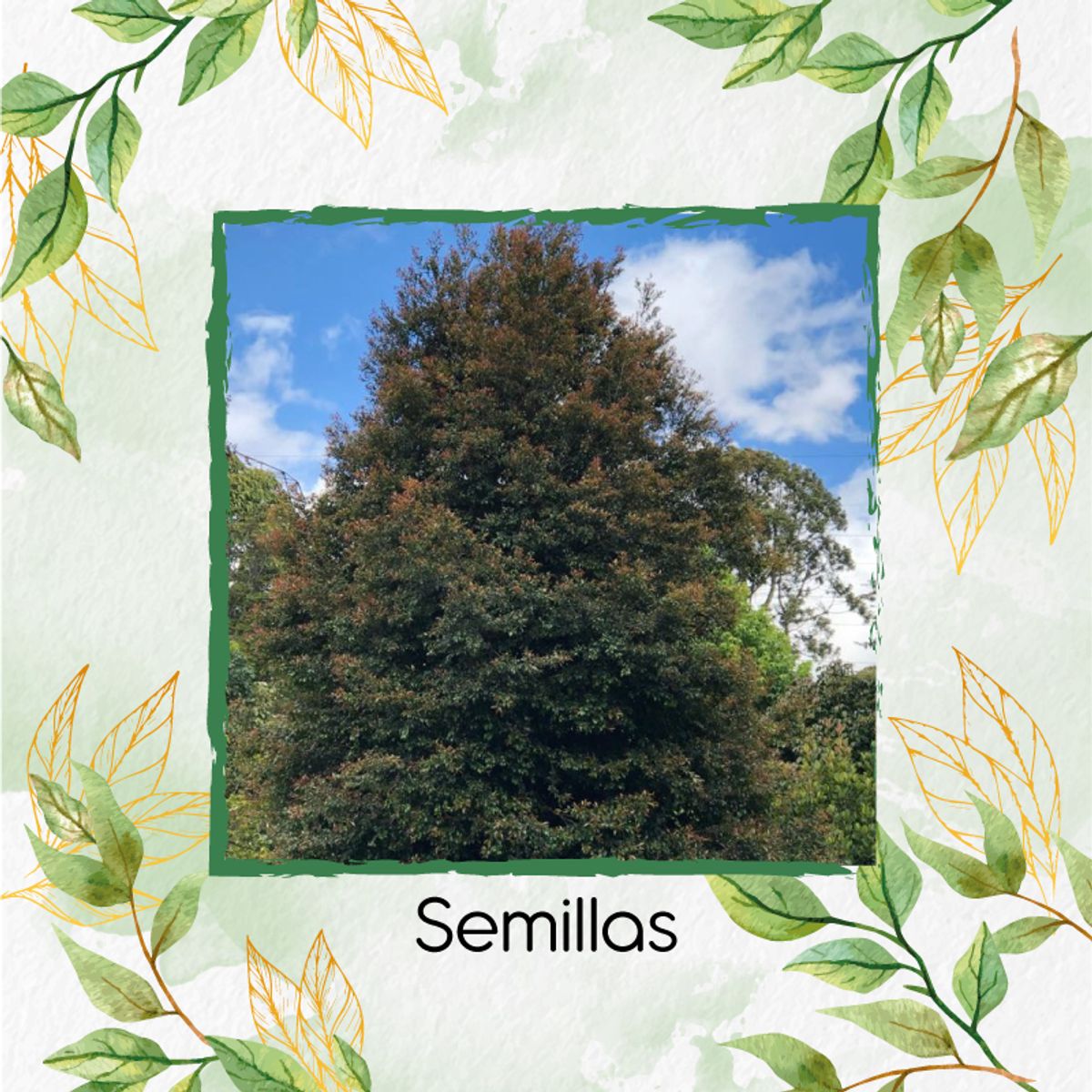 GENERICO - 100 Semillas Orgánicas De Árbol Guayacan De Manizales