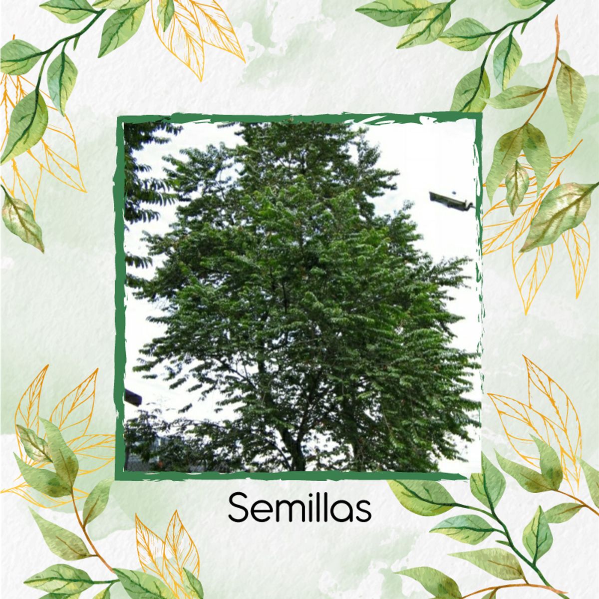 GENERICO - 200 Semillas Orgánicas De Árbol Guayacan De Manizales