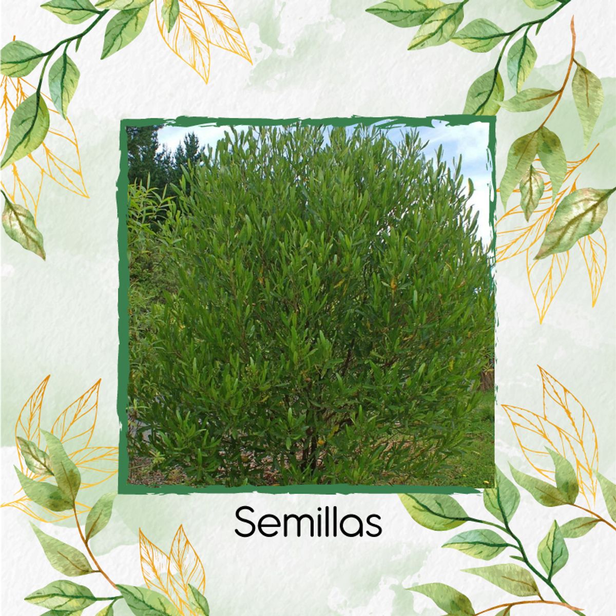 GENERICO - 2.000 Semillas Orgánicas De Hayuelo
