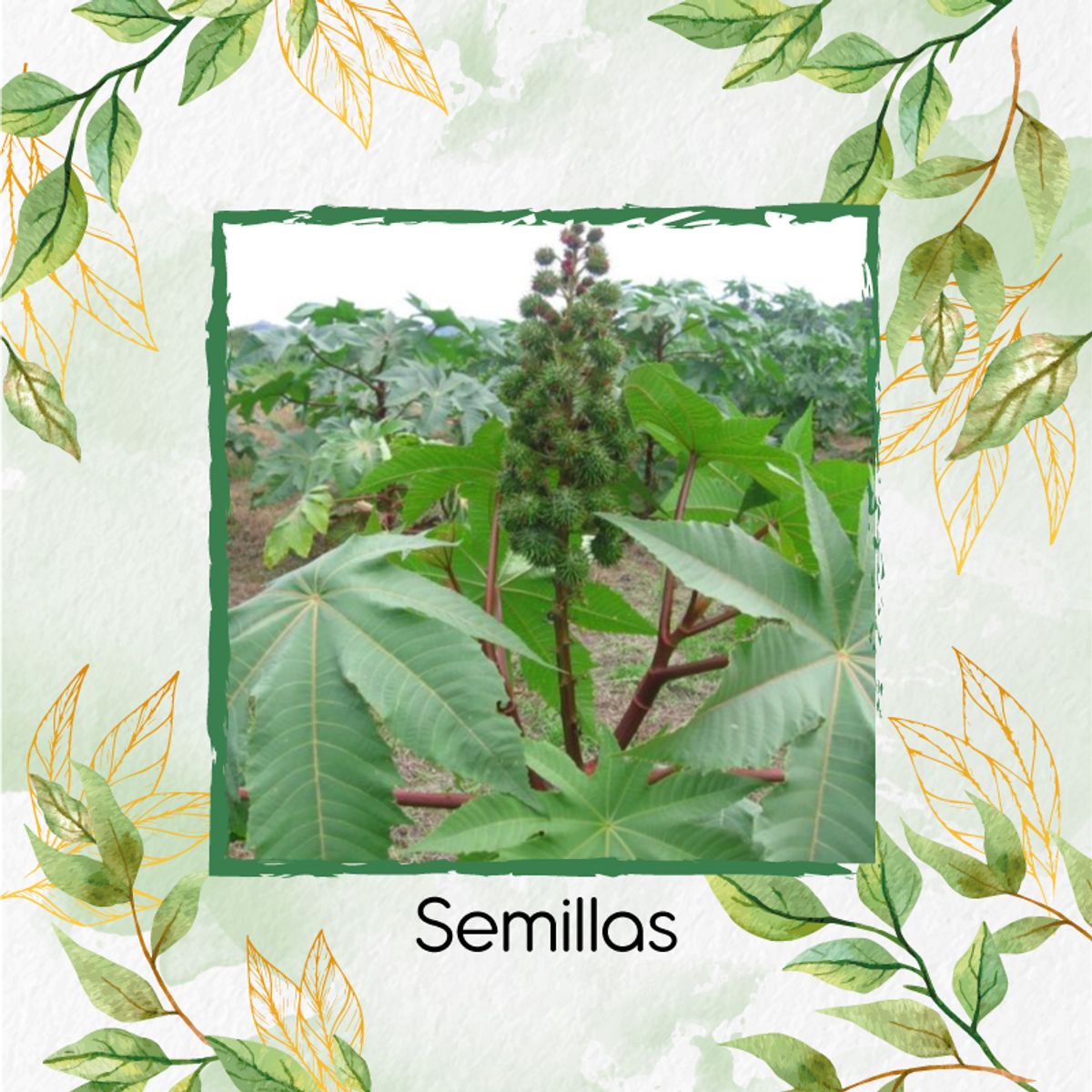 GENERICO - 15 Semillas Orgánicas De Higuerilla