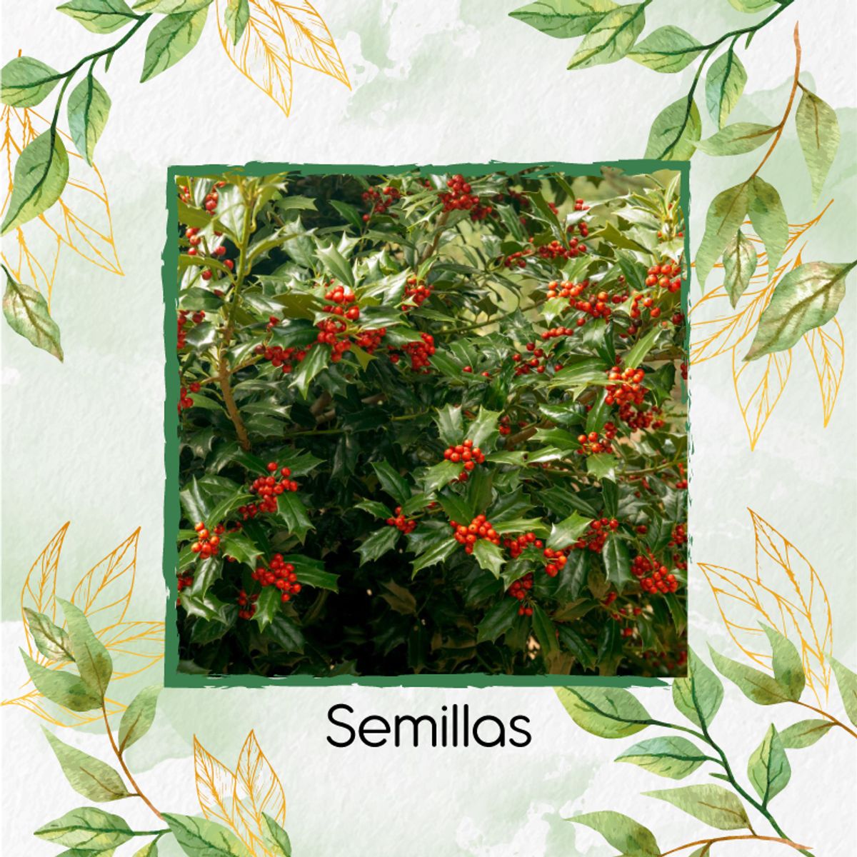 GENERICO - 100 Semillas Orgánicas De Holly Rojo
