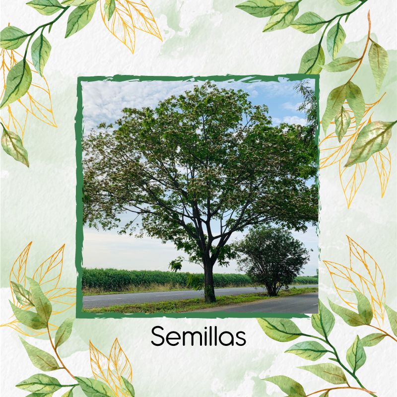 GENERICO - 100 Semillas Orgánicas De Árbol Igua - Nauno