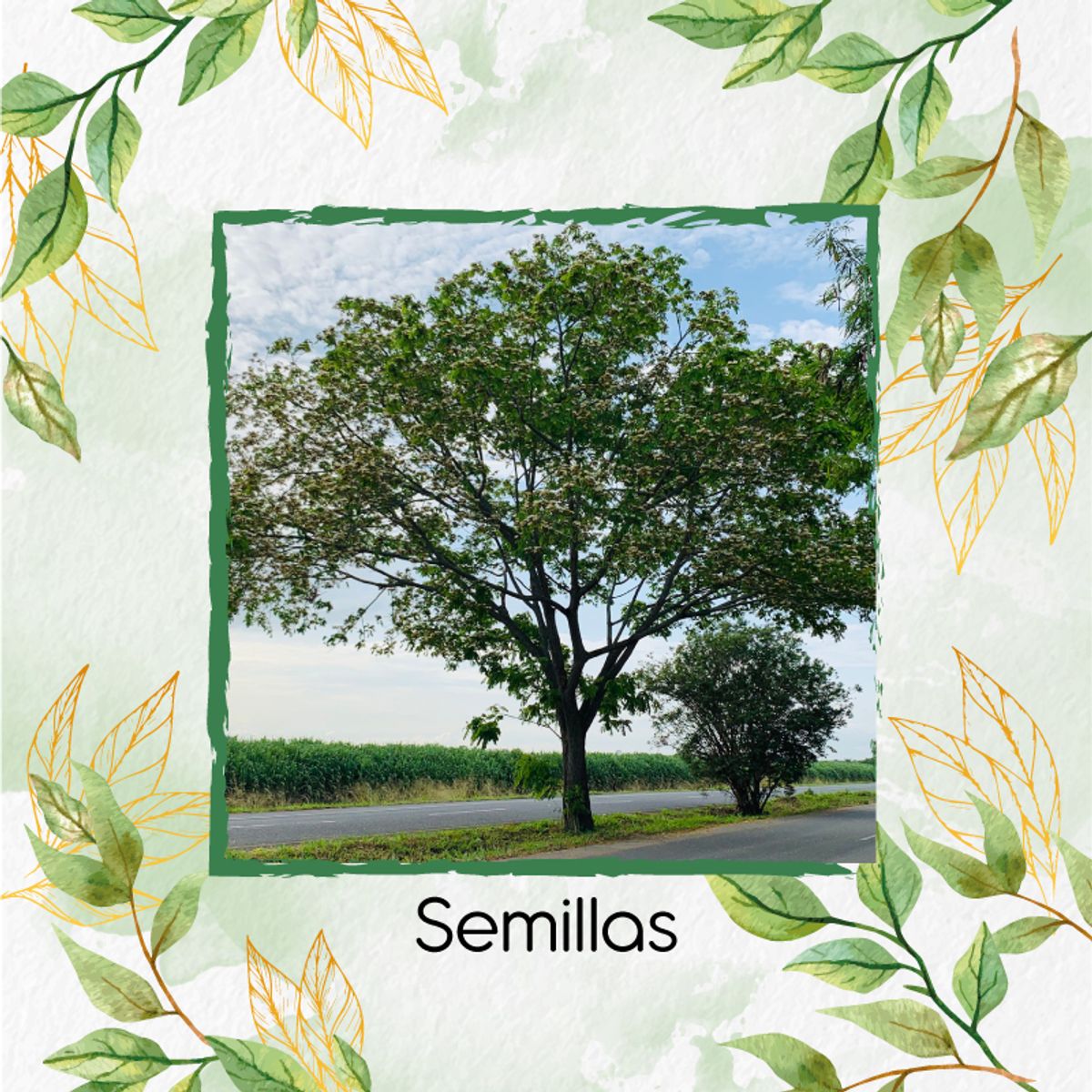 GENERICO - 500 Semillas Orgánicas De Árbol Igua - Nauno
