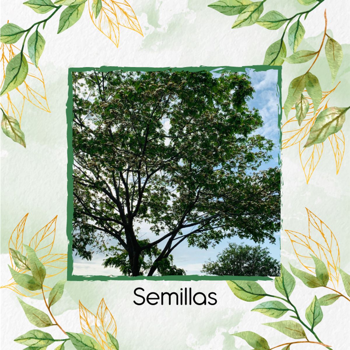 GENERICO - 500 Semillas Orgánicas De Árbol Igua - Nauno