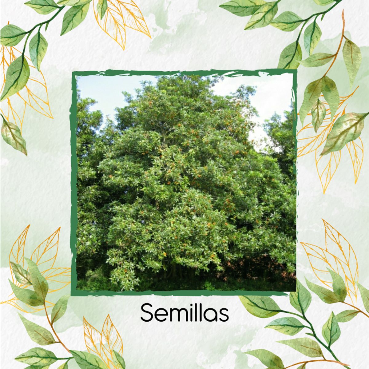 GENERICO - 150 Semillas Orgánicas De Árbol Jazmín Huesito