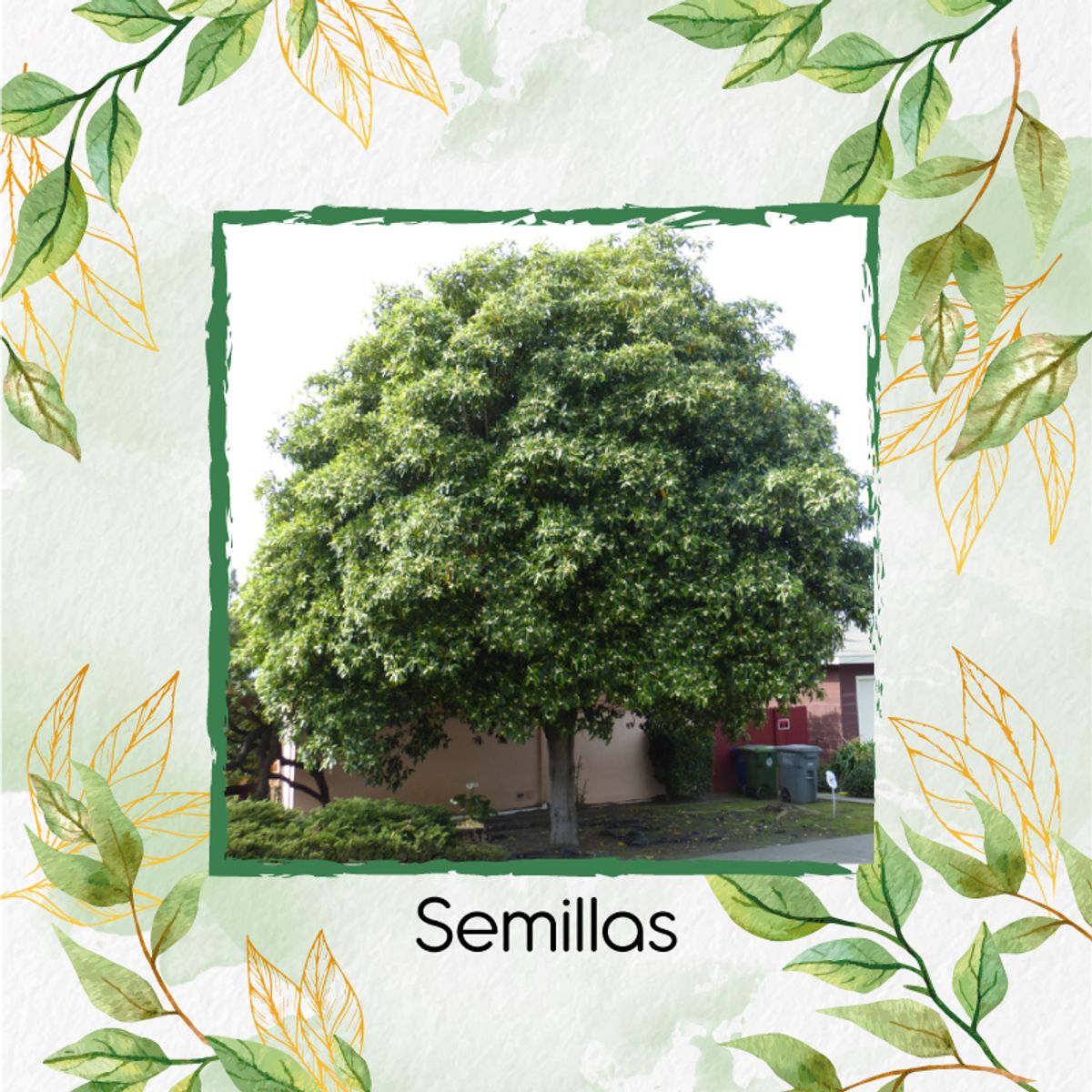 GENERICO - 300 Semillas Orgánicas De Árbol Jazmín Huesito