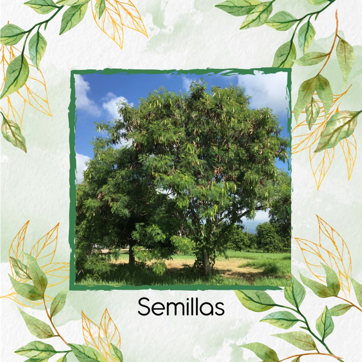 GENERICO - 1.000 Semillas Orgánicas De Árbol Leucaena