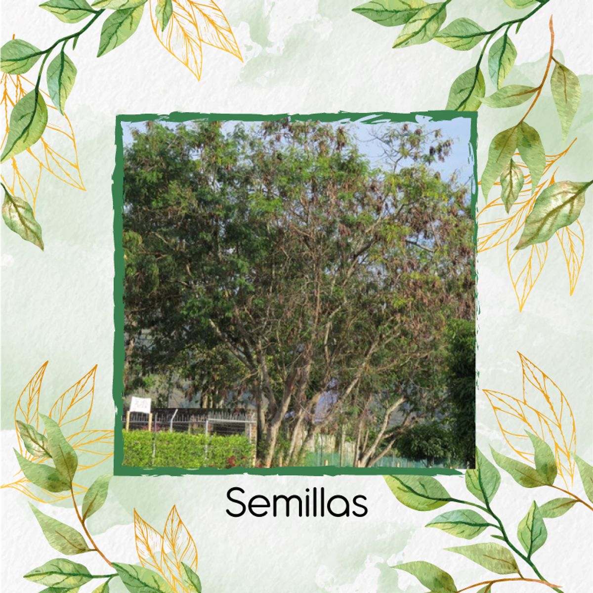 GENERICO - 1.000 Semillas Orgánicas De Árbol Leucaena