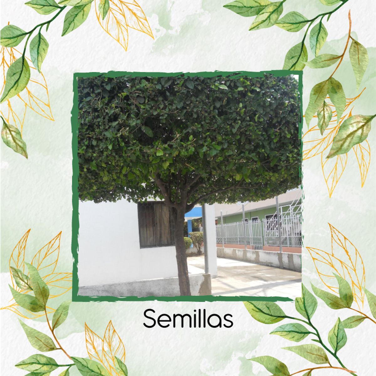GENERICO - 500 Semillas Orgánicas De Árbol Limón Ornamental