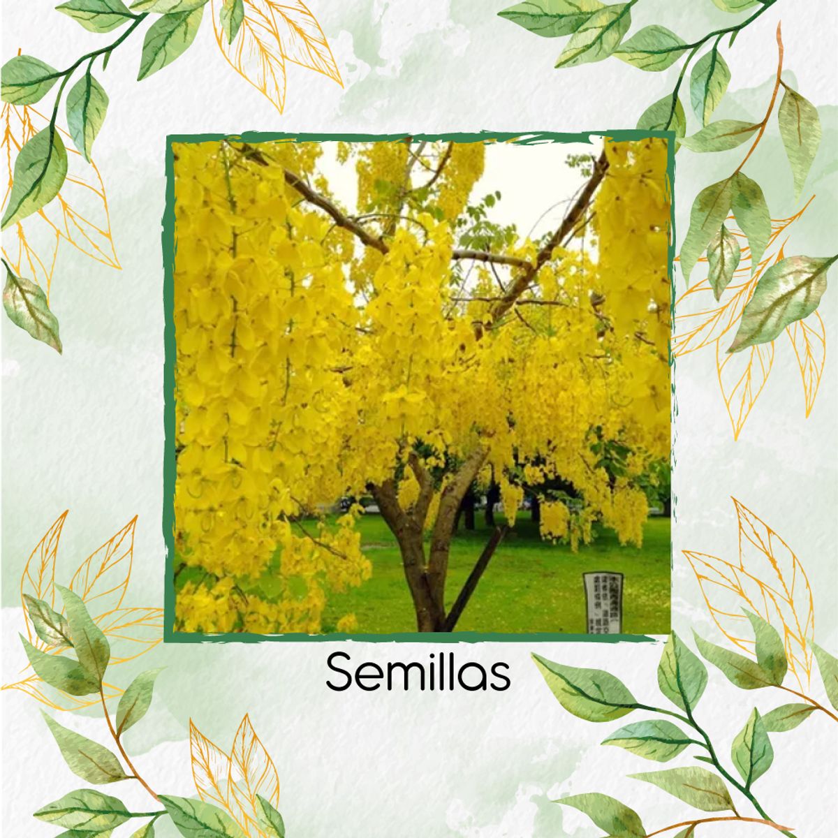 GENERICO - 13 Semillas Orgánicas De Árbol Lluvia De Oro