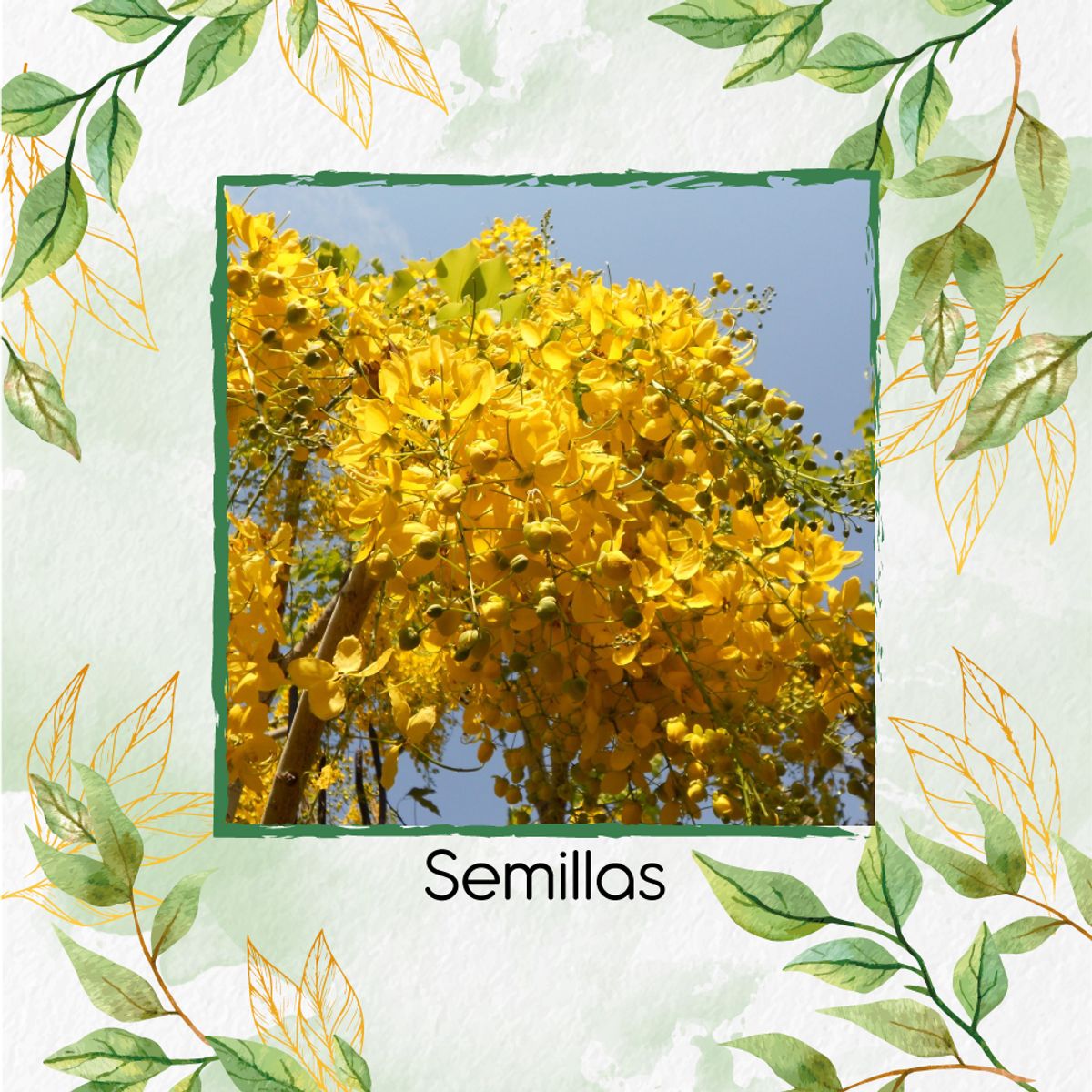 GENERICO - 13 Semillas Orgánicas De Árbol Lluvia De Oro