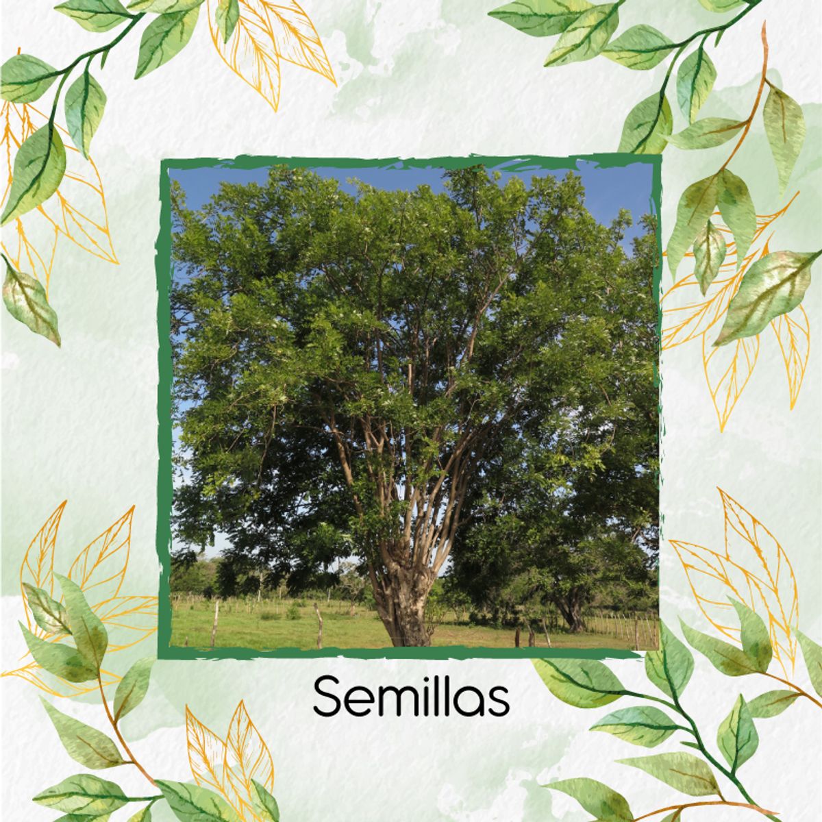 GENERICO - 20 Semillas Orgánicas De Árbol Matarratón