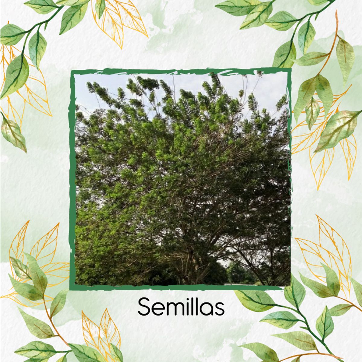 GENERICO - 400 Semillas Orgánicas De Árbol Matarratón