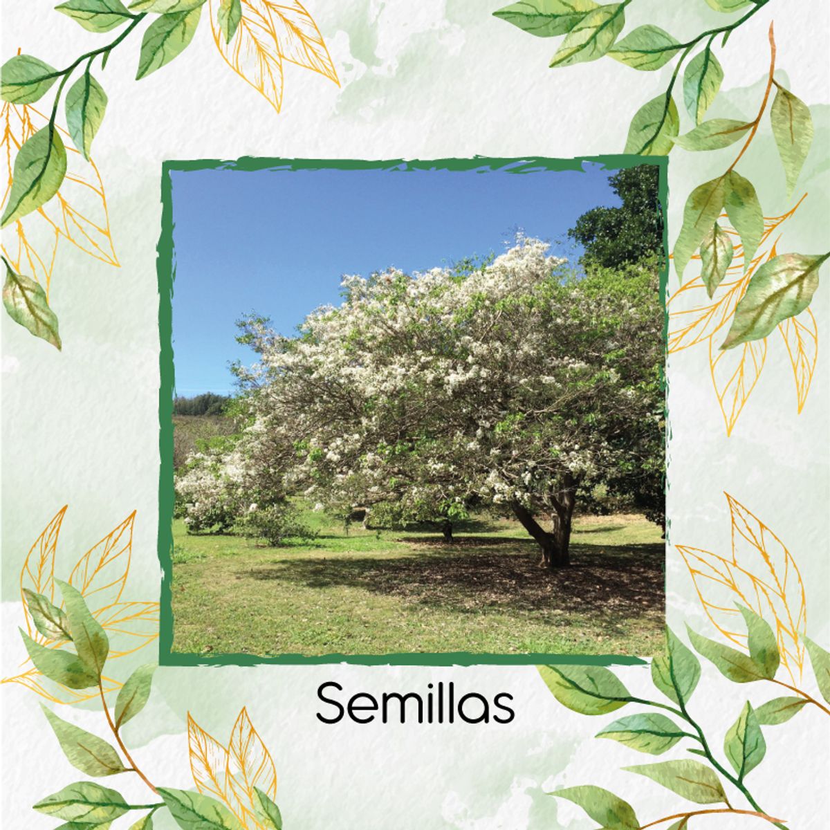 GENERICO - 200 Semillas Orgánicas De Árbol Móncoro