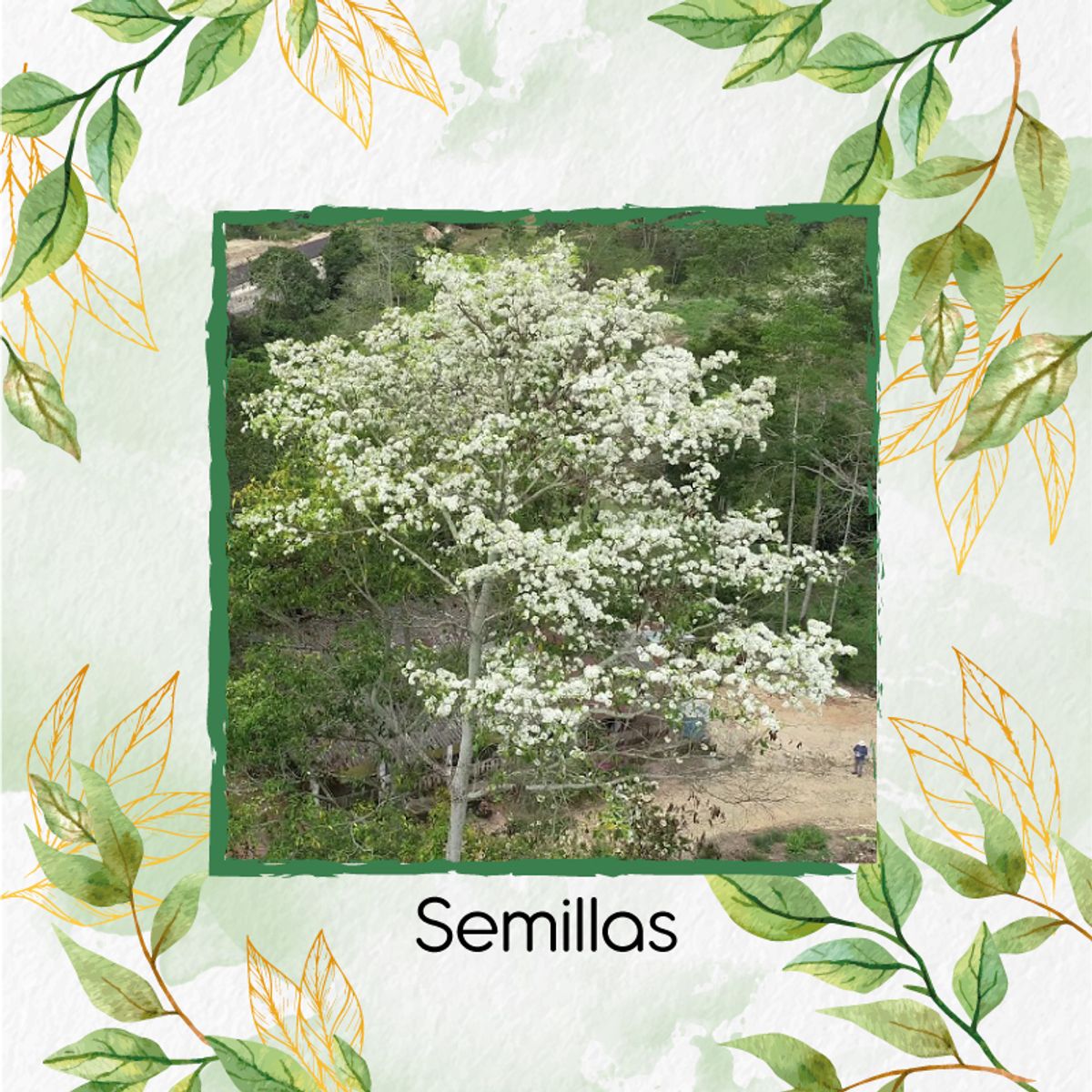 GENERICO - 1.000 Semillas Orgánicas De Árbol Móncoro