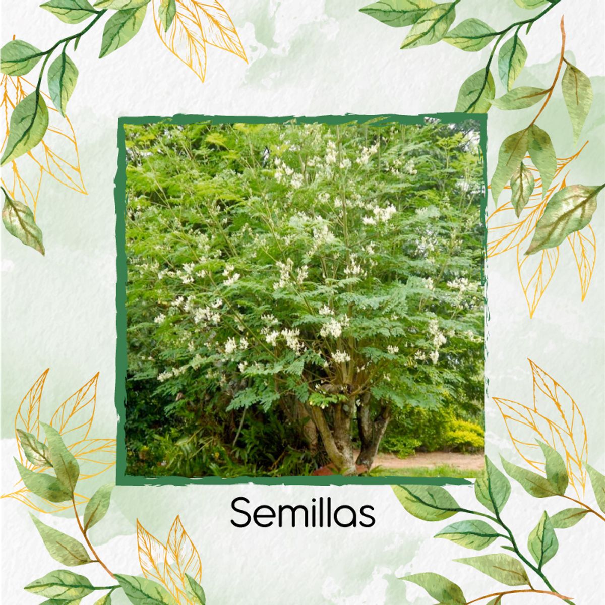 GENERICO - 30 Semillas Orgánicas De Árbol Moringa