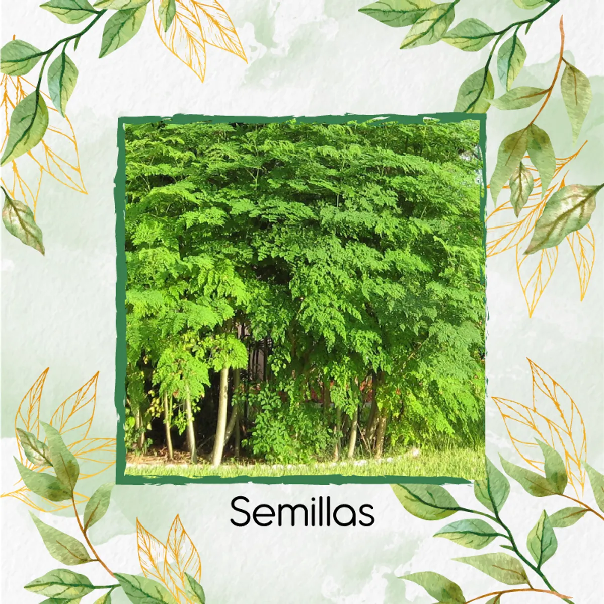 GENERICO - 600 Semillas Orgánicas De Árbol Moringa