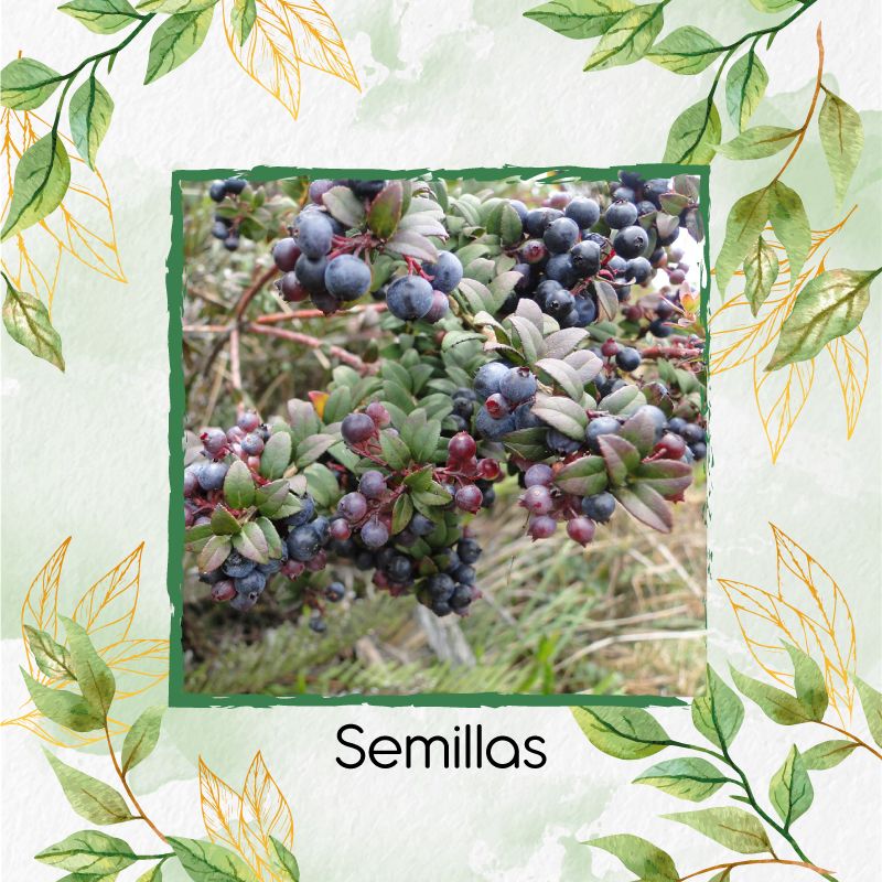 GENERICO - 25 Semillas Orgánicas De Árbol Mortiño