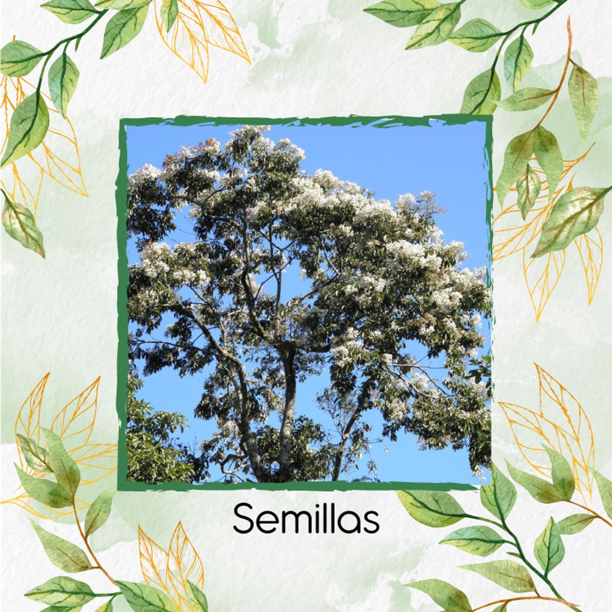 GENERICO - 1.000 Semillas Orgánicas De Árbol Nogal Cafetero