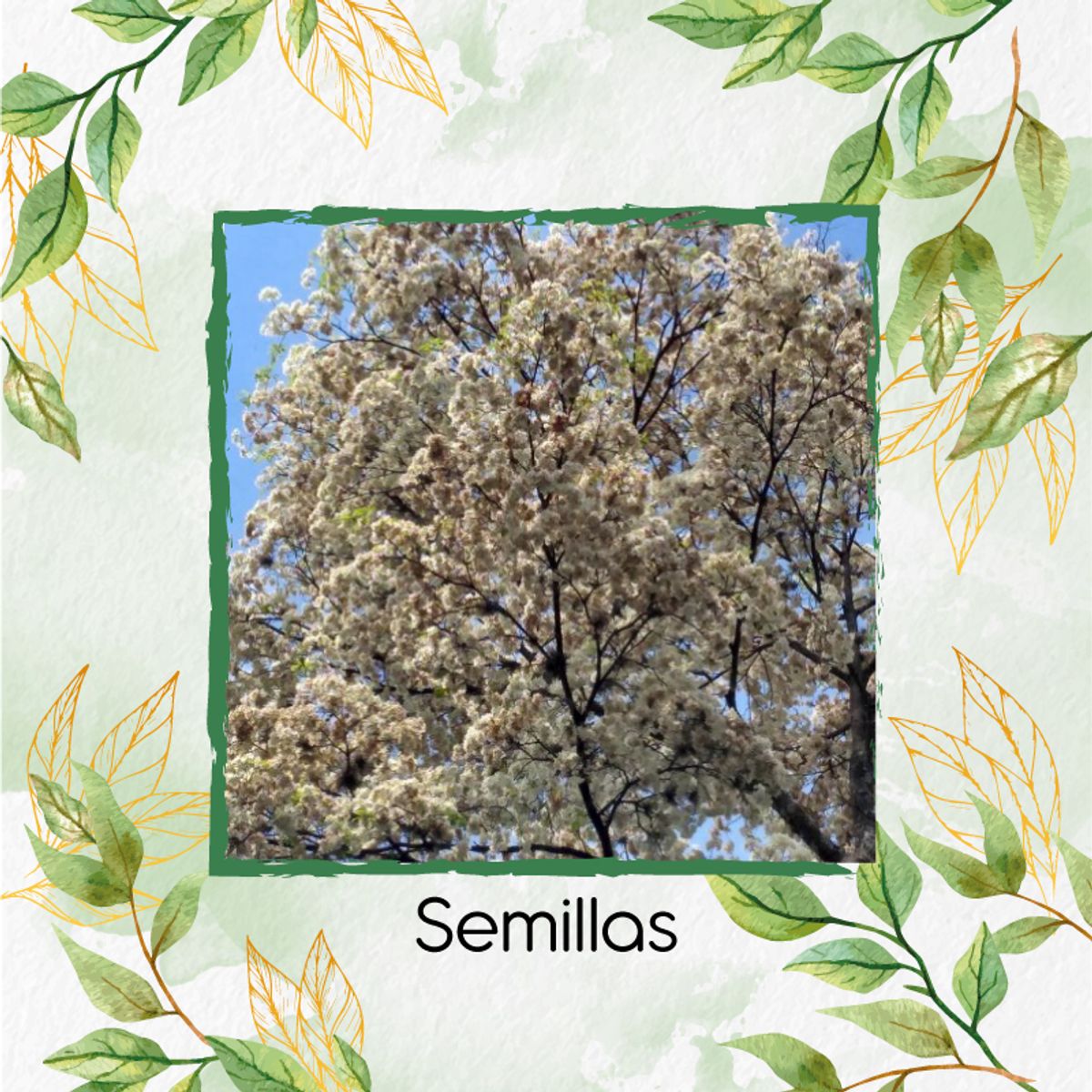 GENERICO - 1.000 Semillas Orgánicas De Árbol Nogal Cafetero