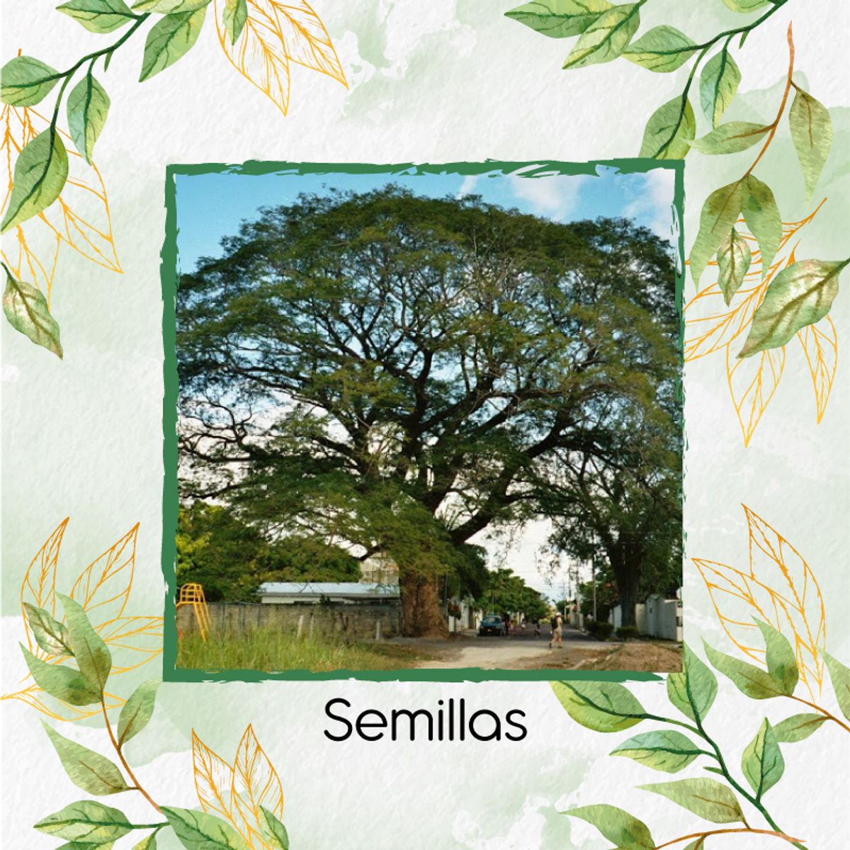 GENERICO - 100 Semillas Orgánicas De Árbol Orejero