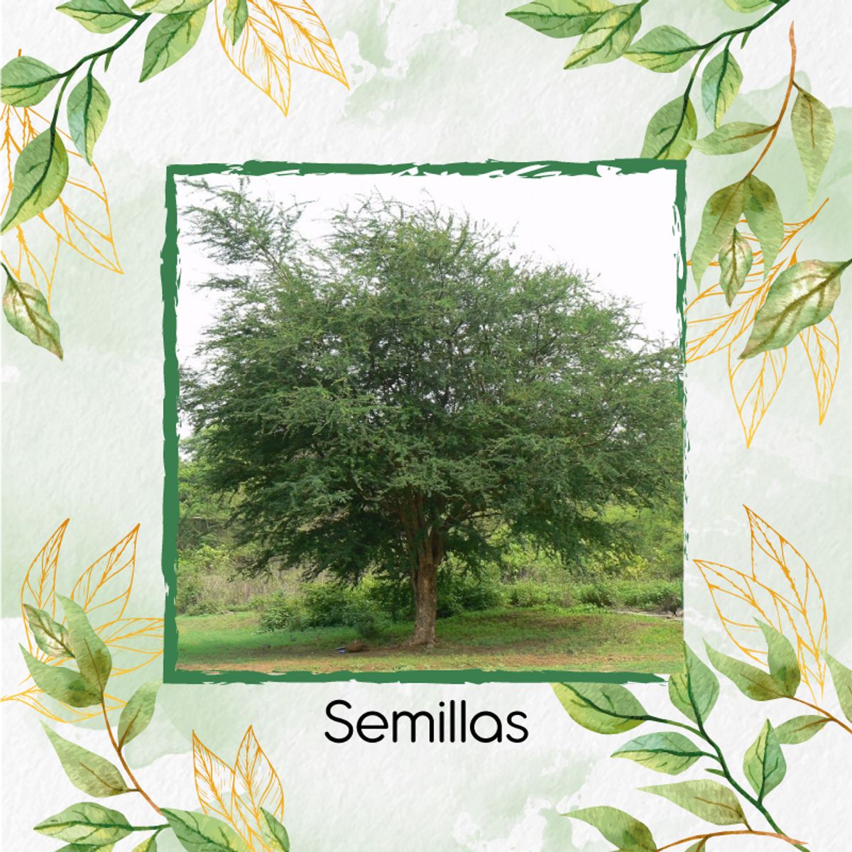 GENERICO - 50 Semillas Orgánicas De Árbol Payande