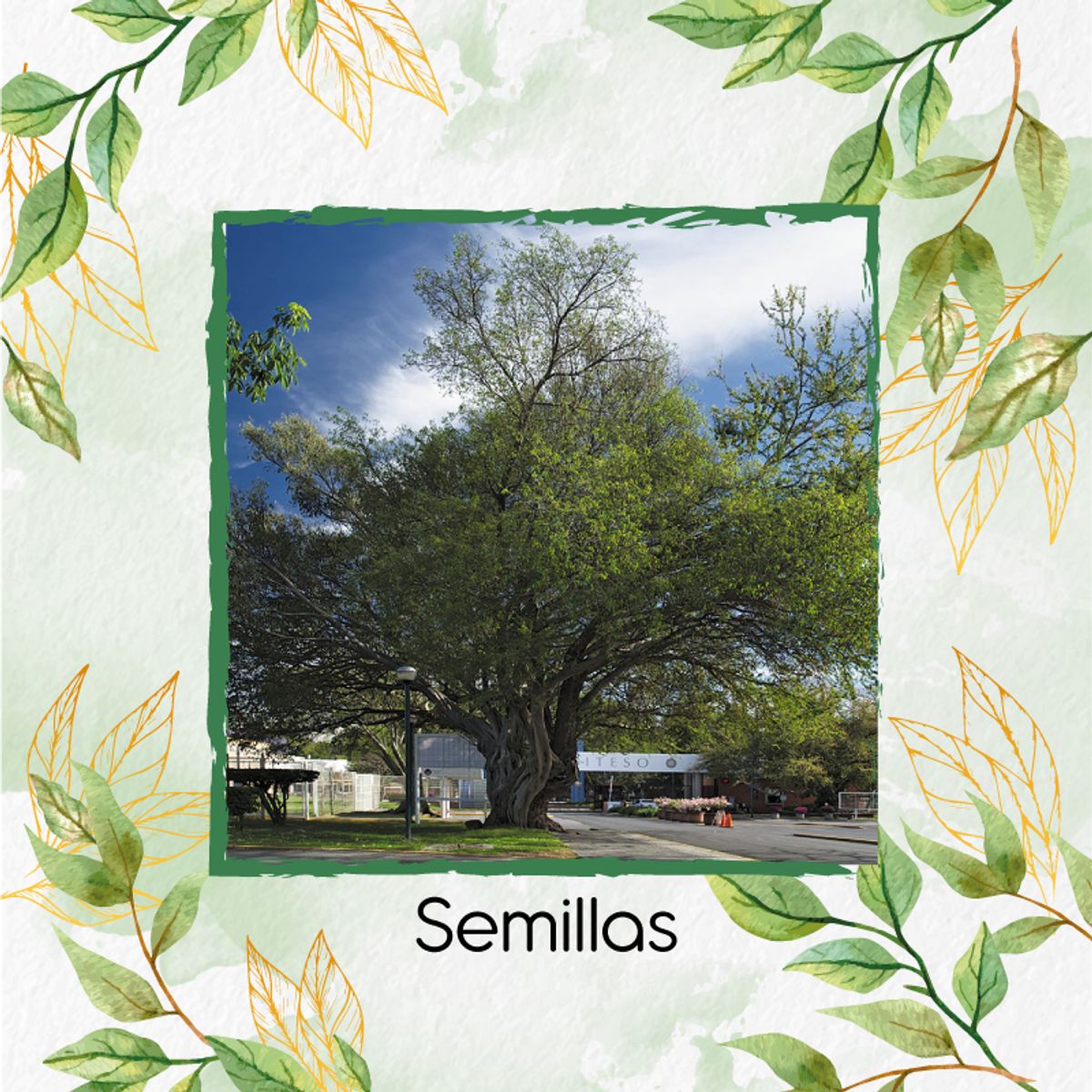 GENERICO - 50 Semillas Orgánicas De Árbol Payande
