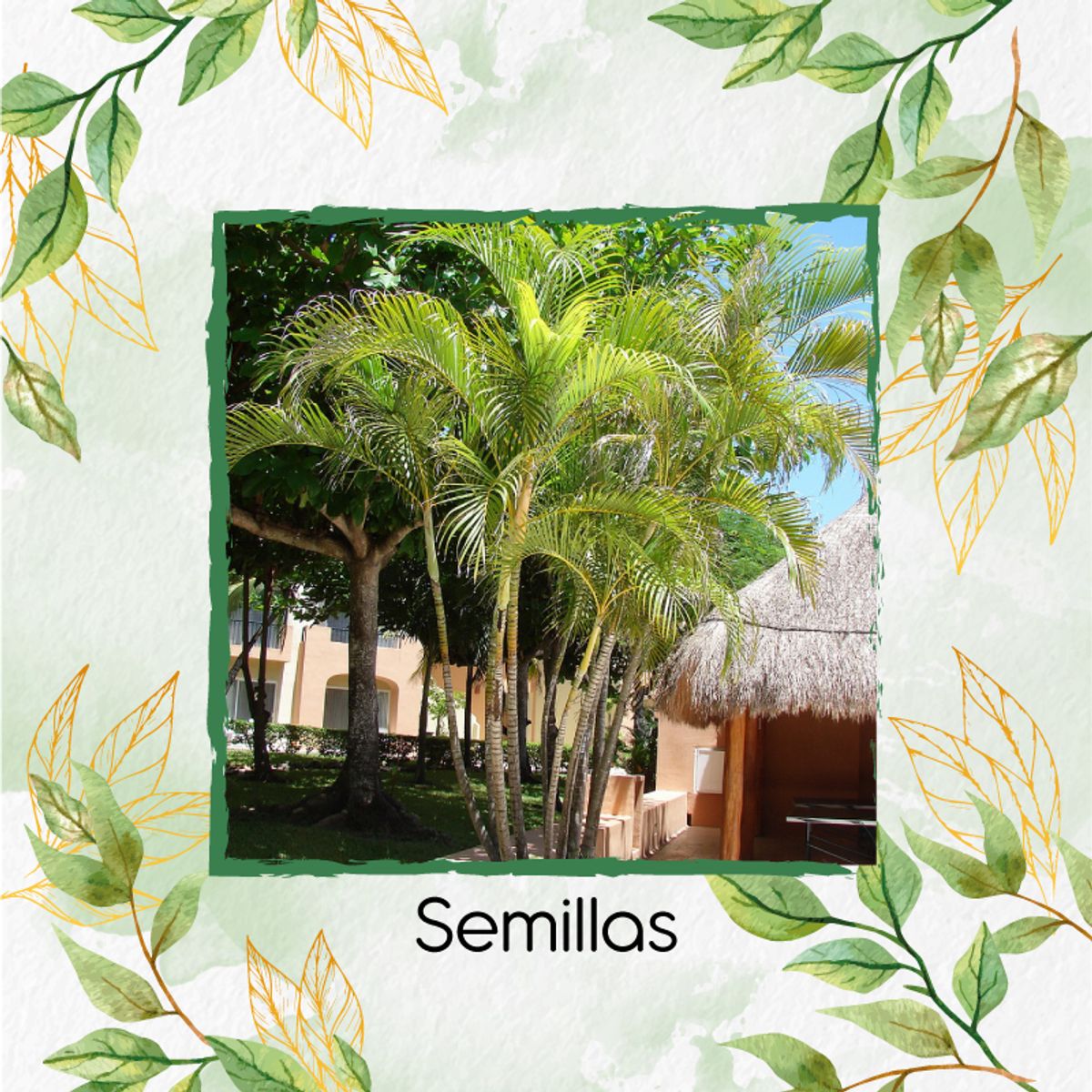 GENERICO - 15 Semillas Orgánicas De Palma Areca