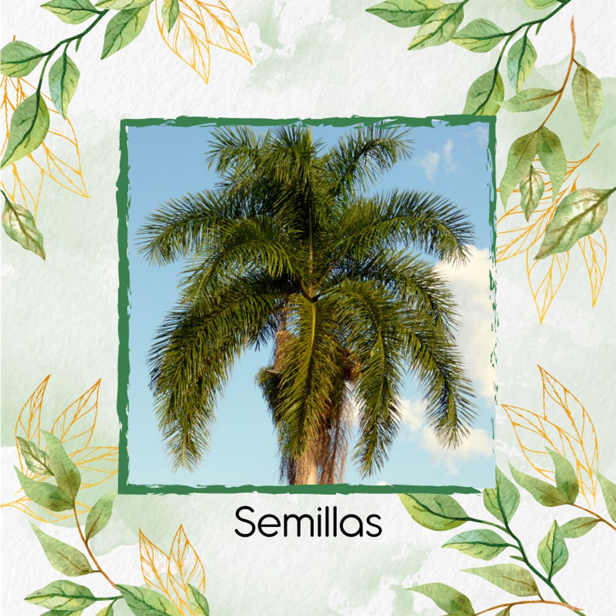 GENERICO - 150 Semillas Orgánicas De Palma Botella