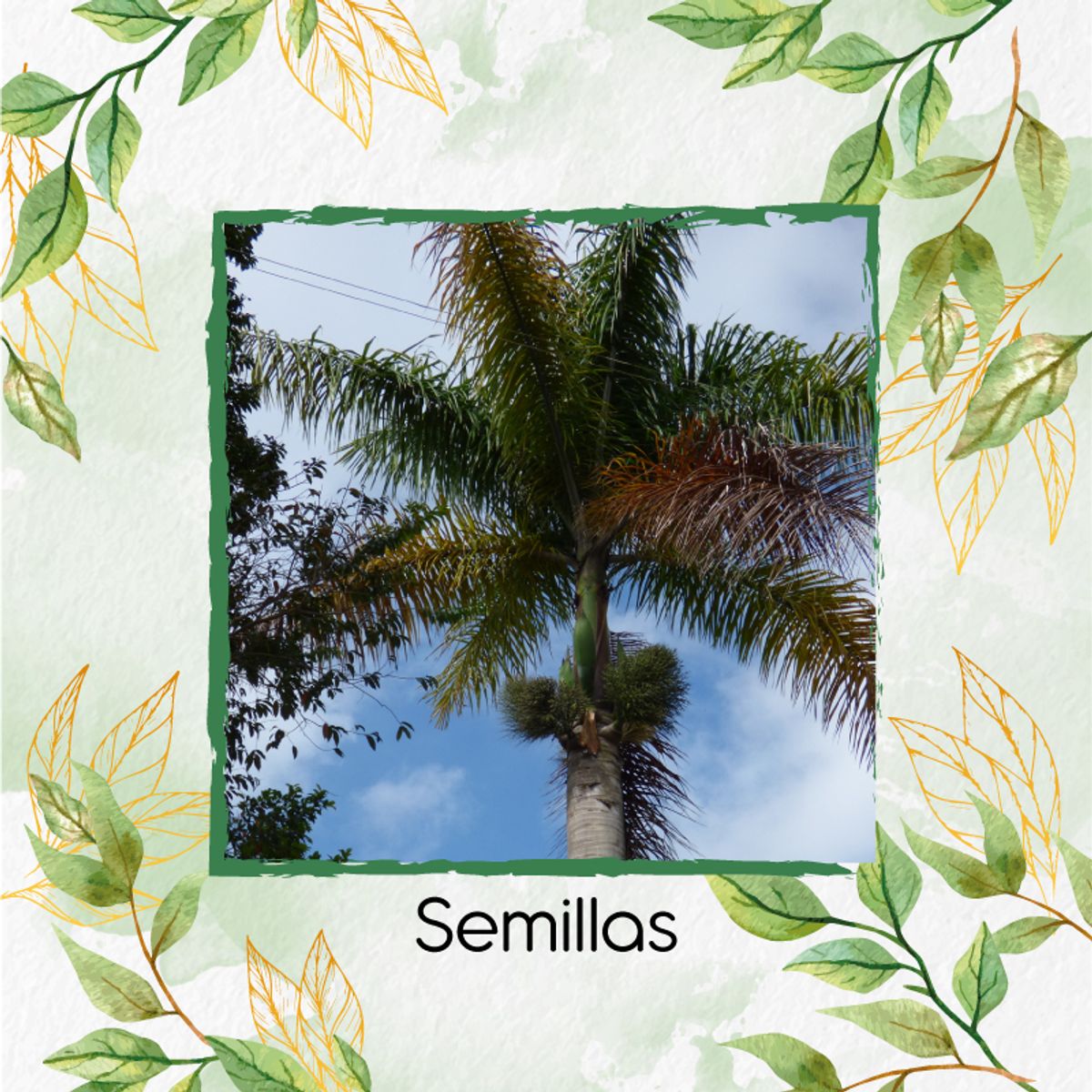 GENERICO - 60 Semillas Orgánicas De Palma Botella