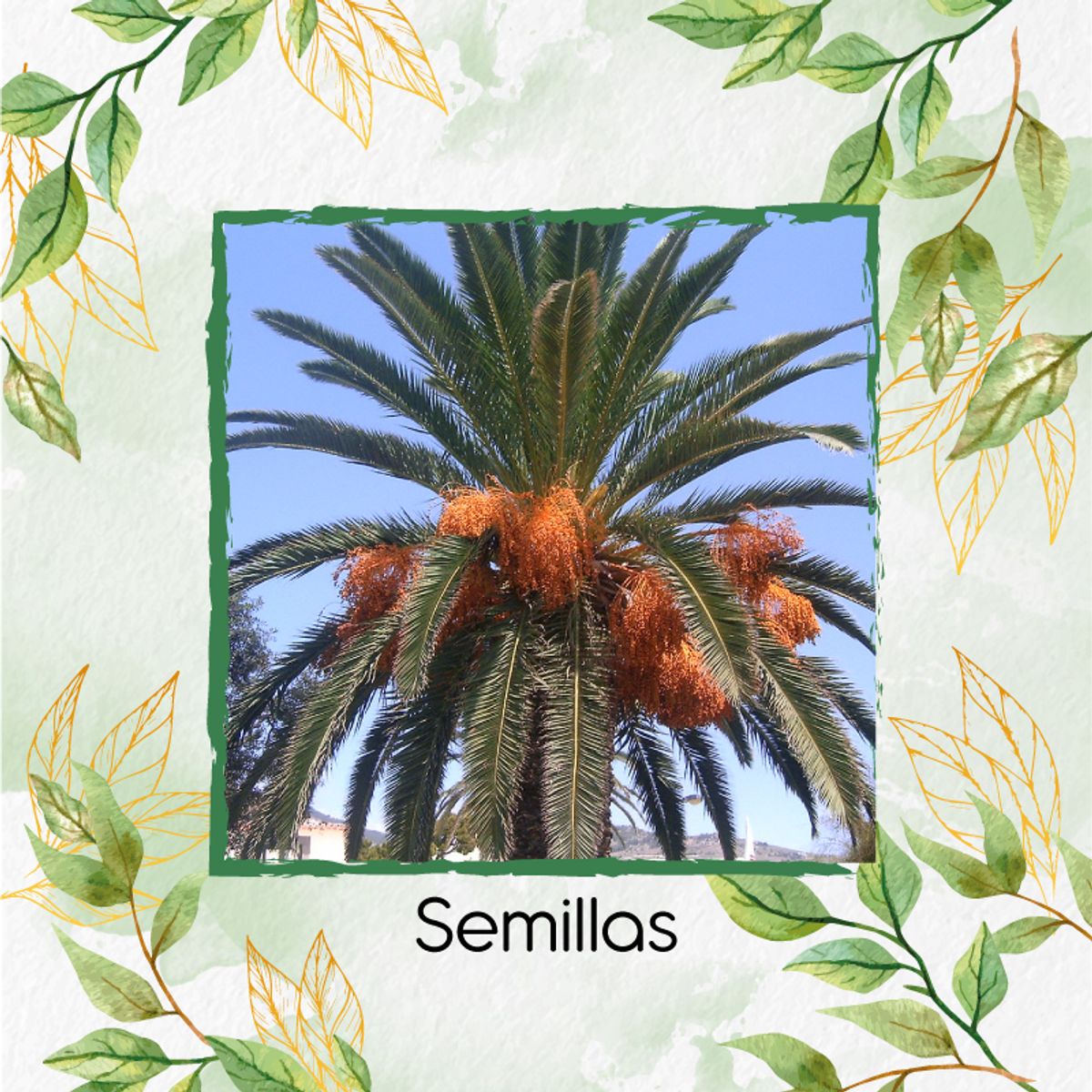 GENERICO - 10 Semillas Orgánicas De Palma Canariensis
