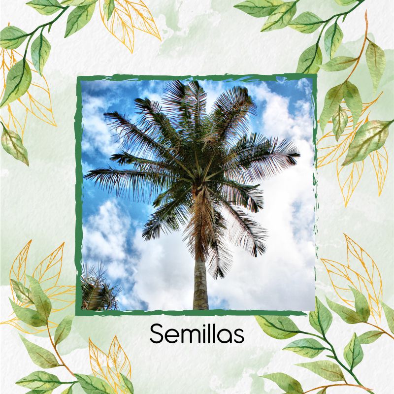 GENERICO - 50 Semillas Orgánicas De Palma De Cera