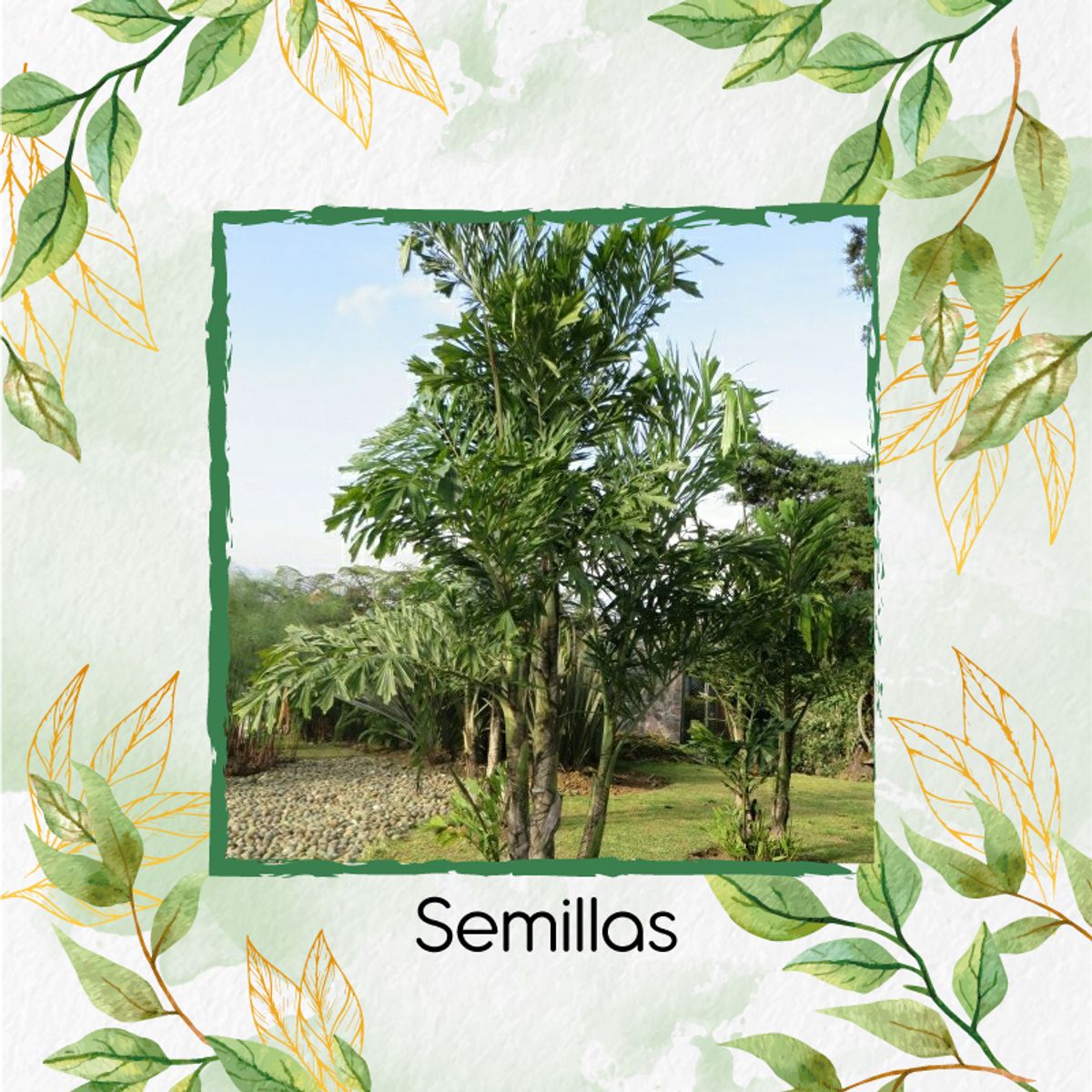 GENERICO - 100 Semillas Orgánicas De Palma Mariposa