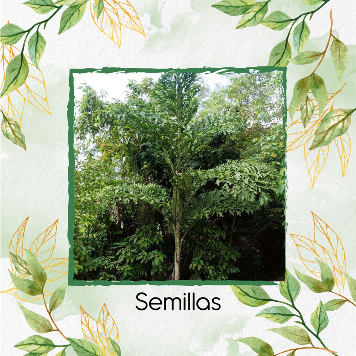 GENERICO - 100 Semillas Orgánicas De Palma Mariposa