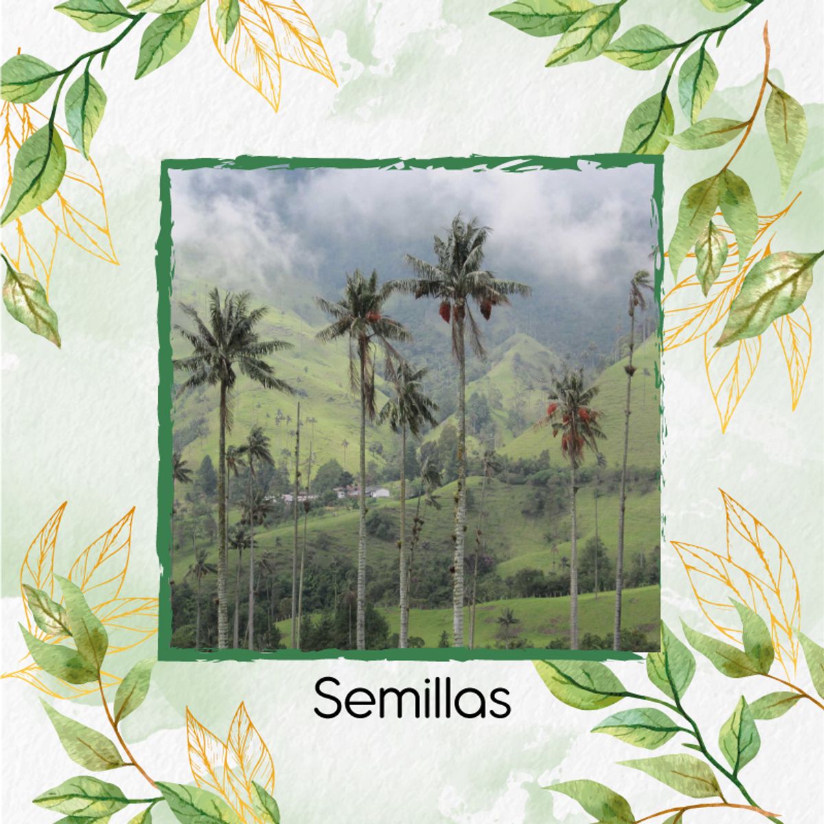 GENERICO - 10 Semillas Orgánicas De Palma De Cera