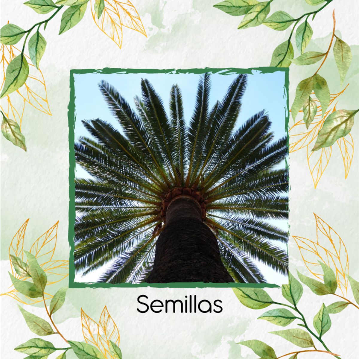 GENERICO - 3 Semillas Orgánicas De Palma Canariensis
