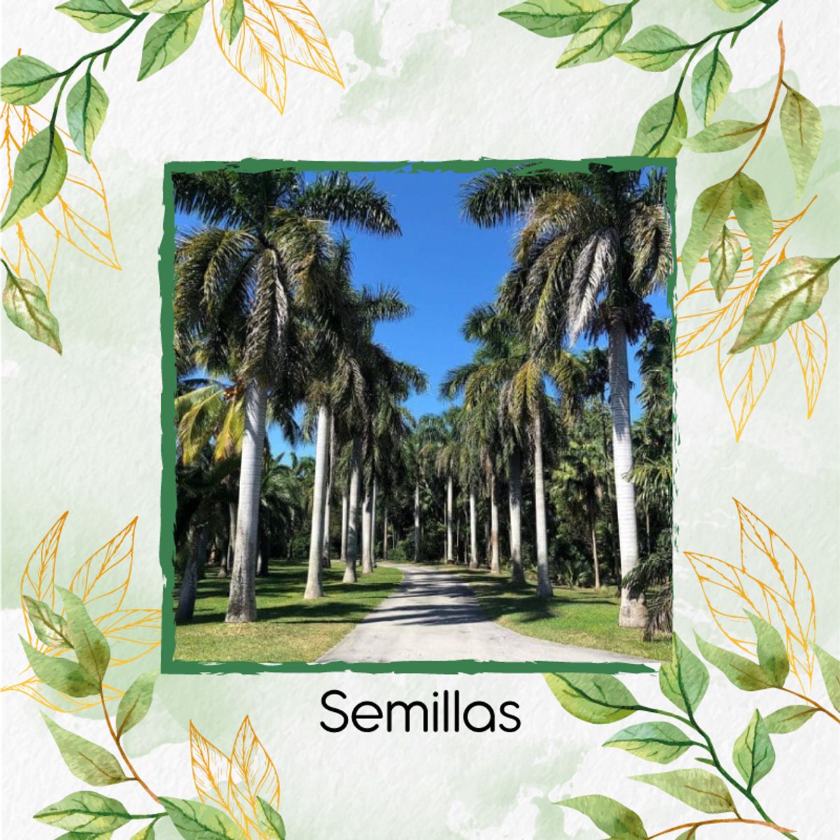 GENERICO - 10 Semillas Orgánicas De Palma Real o De Vino