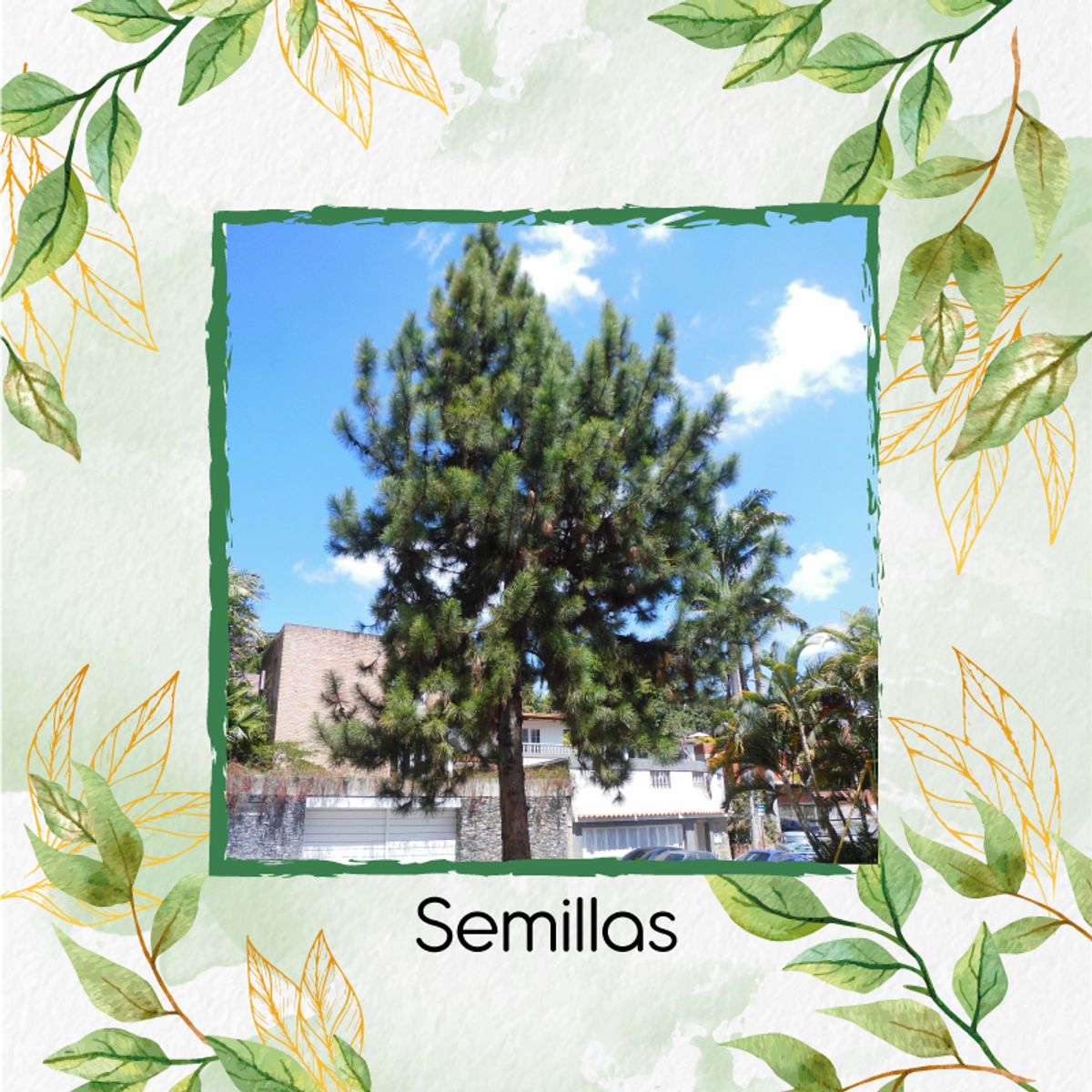 GENERICO - 40 Semillas Orgánicas De Árbol Pino Caribe
