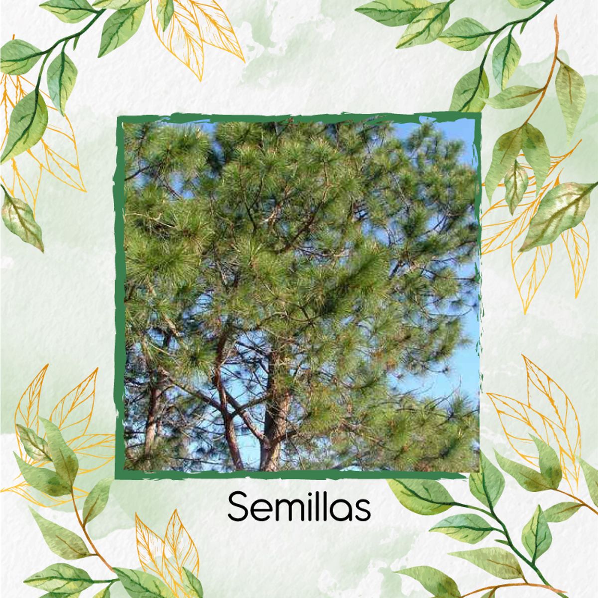 GENERICO - 40 Semillas Orgánicas De Árbol Pino Caribe