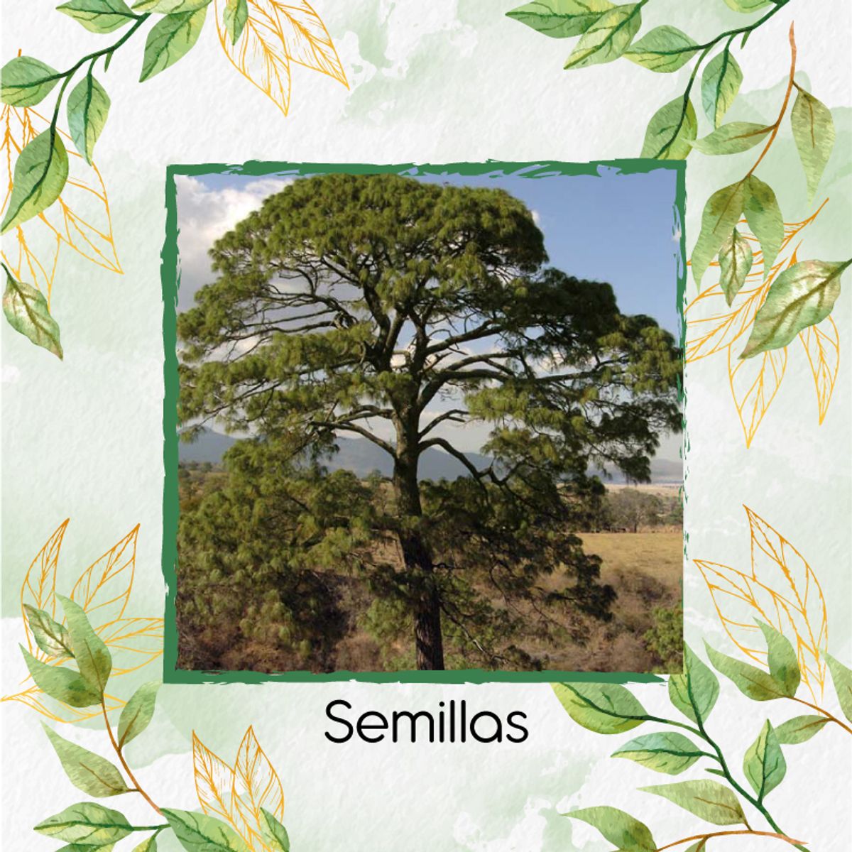 GENERICO - 40 Semillas Orgánicas De Pino Maximinoi